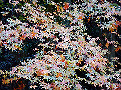 dsc00427_thumb.jpg
