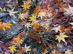 dsc00428_thumb.jpg