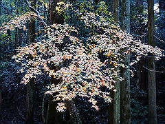 dsc00430_thumb.jpg