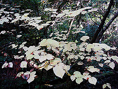 dsc00432_thumb.jpg