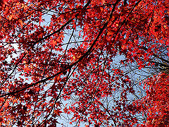 dsc00437_thumb.jpg