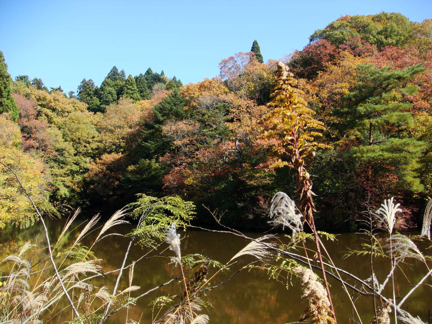 dsc00438.jpg