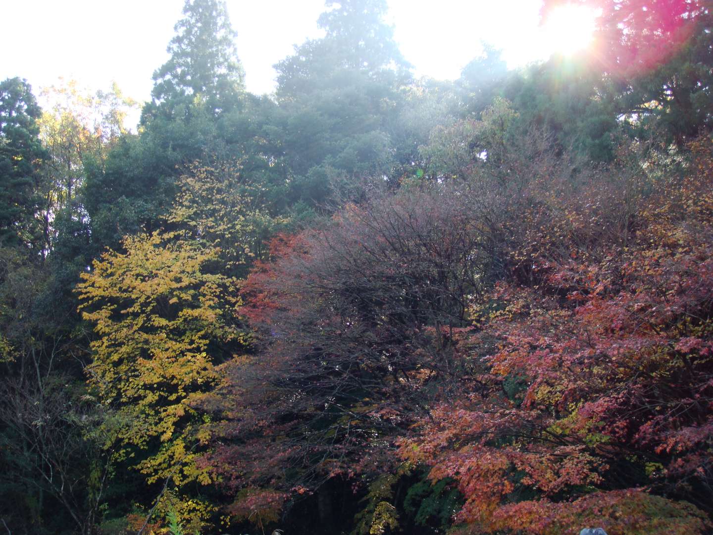 dsc00439.jpg