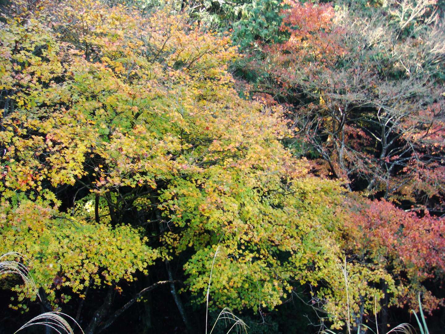dsc00440.jpg