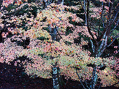 dsc00441_thumb.jpg