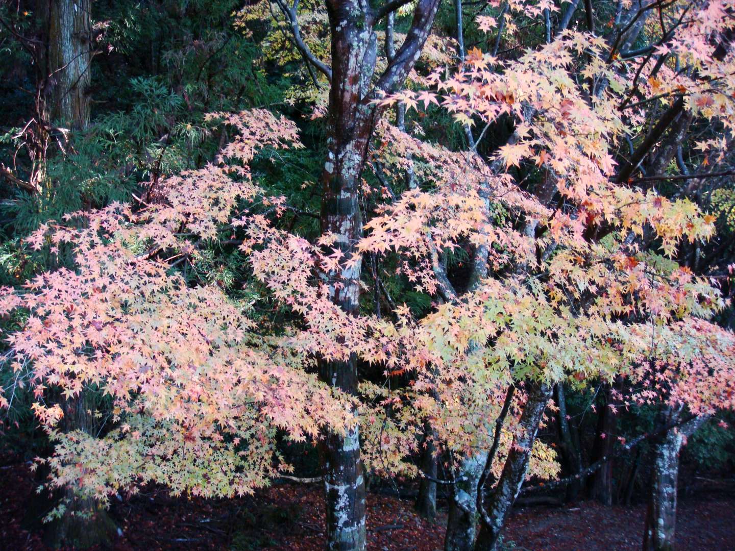 dsc00443.jpg