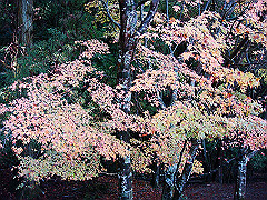 dsc00443_thumb.jpg