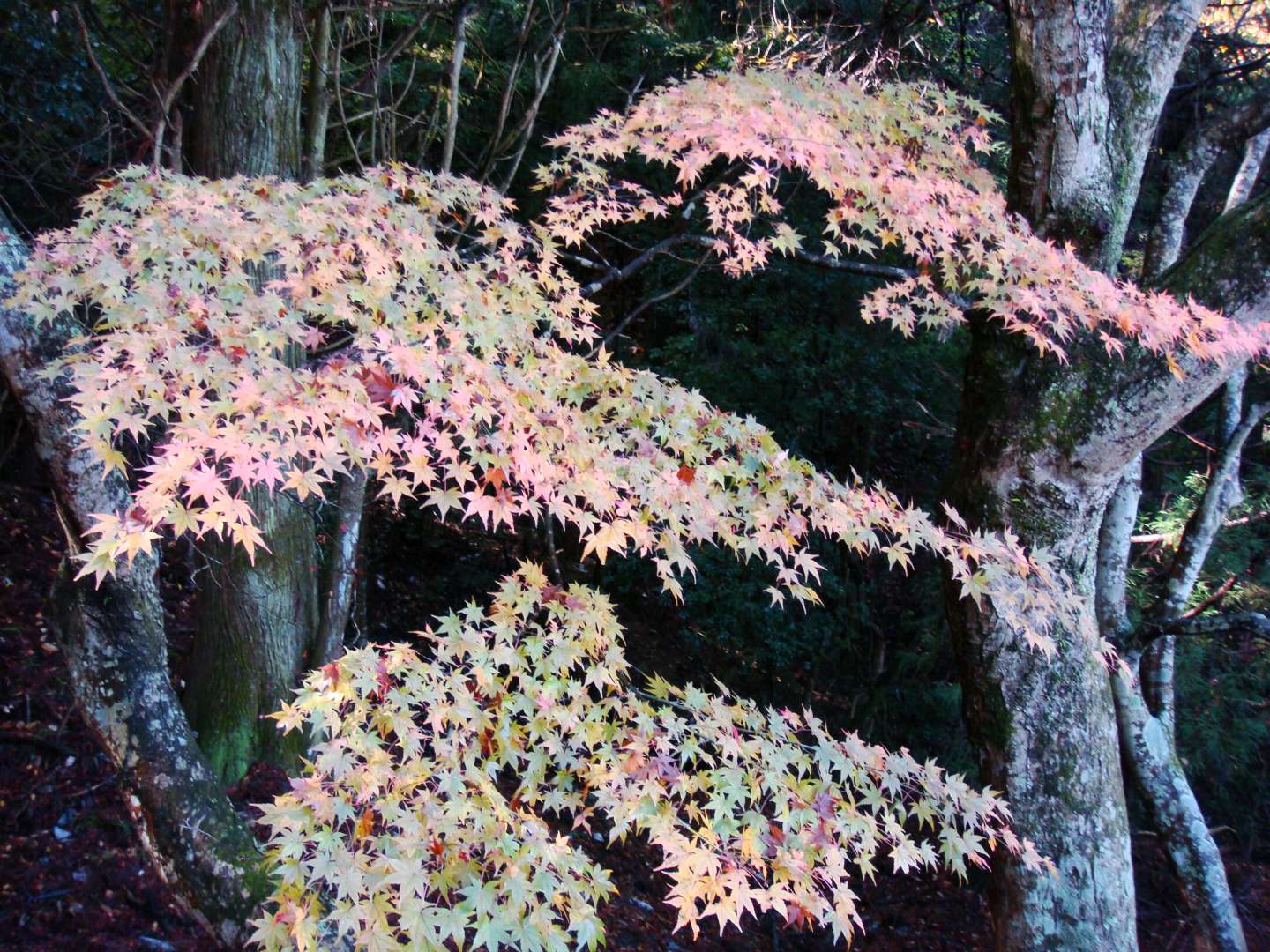 dsc00444.jpg