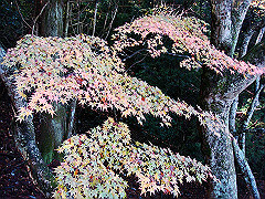 dsc00444_thumb.jpg