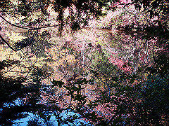 dsc00447_thumb.jpg