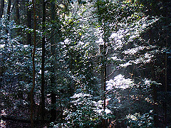 dsc00456_thumb.jpg