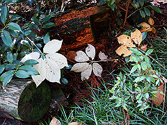 dsc00481_thumb.jpg
