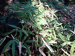 dsc00482_thumb.jpg