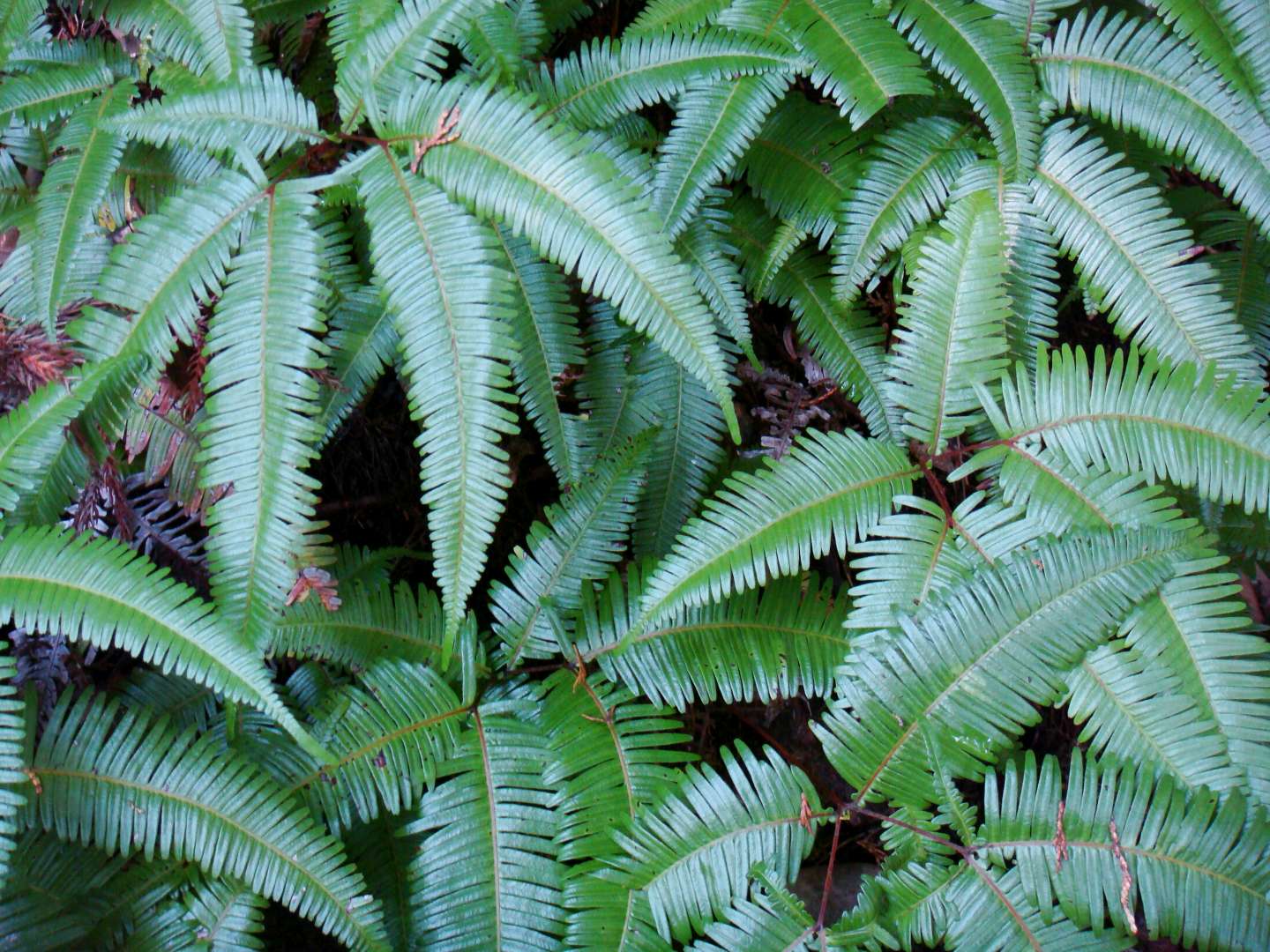 dsc00484.jpg