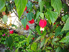 dsc00515_thumb.jpg