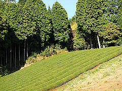 dsc00520_thumb.jpg