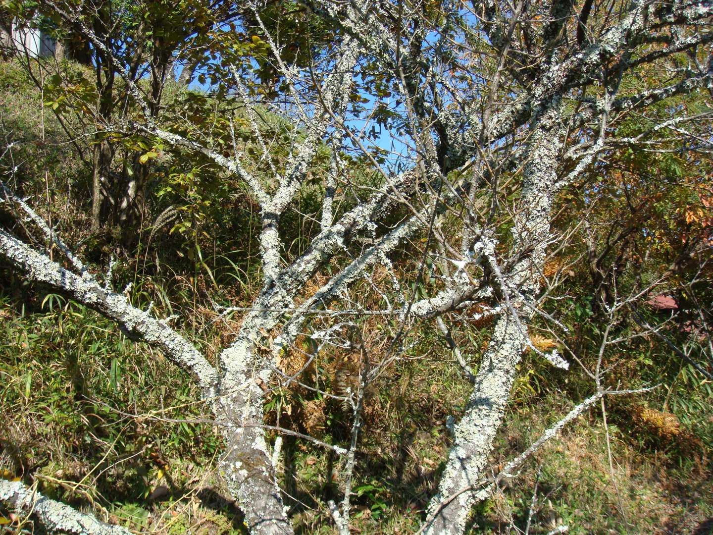 dsc00521.jpg