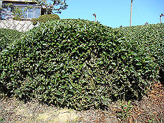dsc00522_thumb.jpg