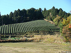 dsc00525_thumb.jpg