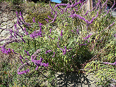 dsc00532_thumb.jpg