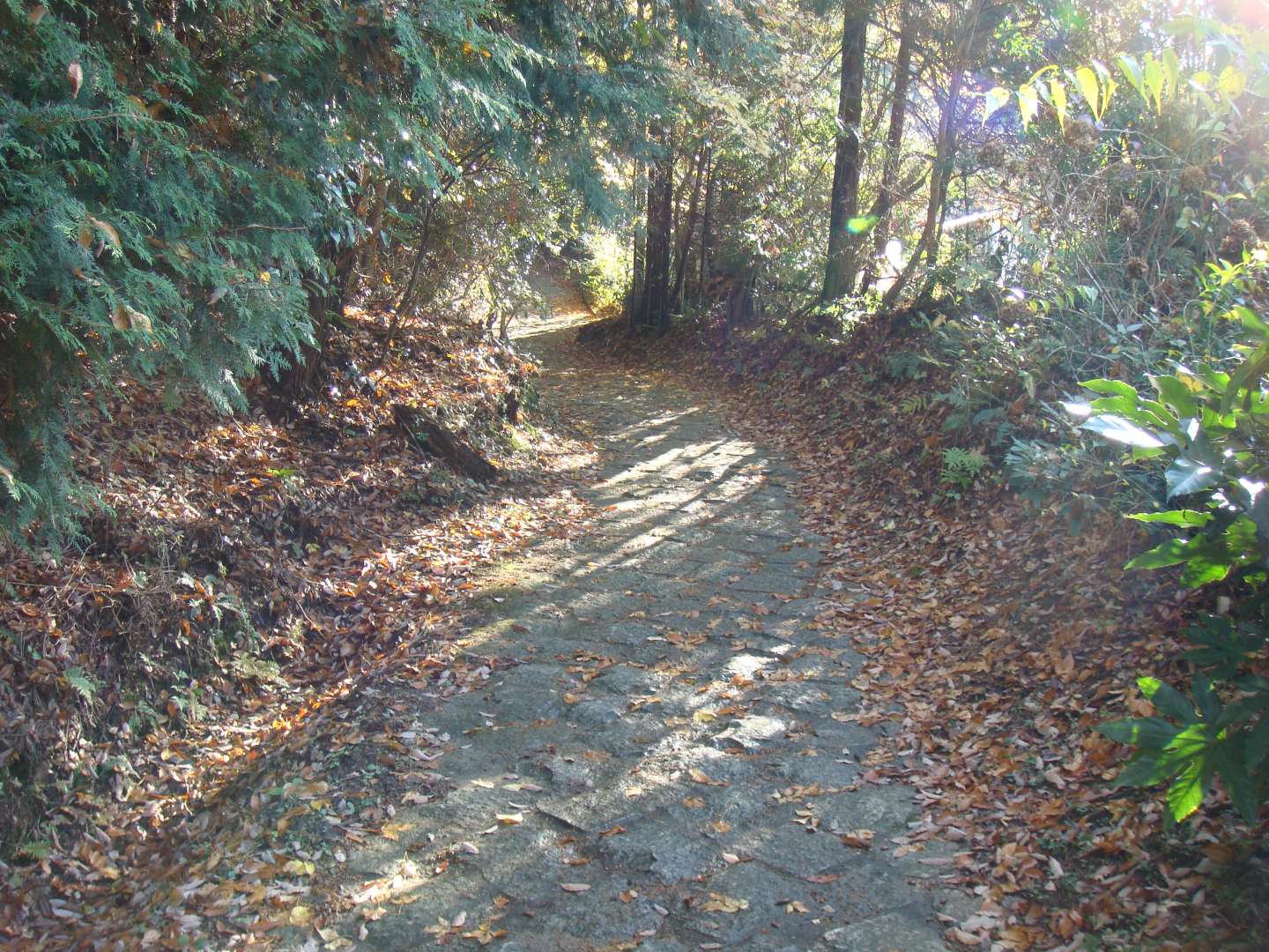 dsc00555.jpg