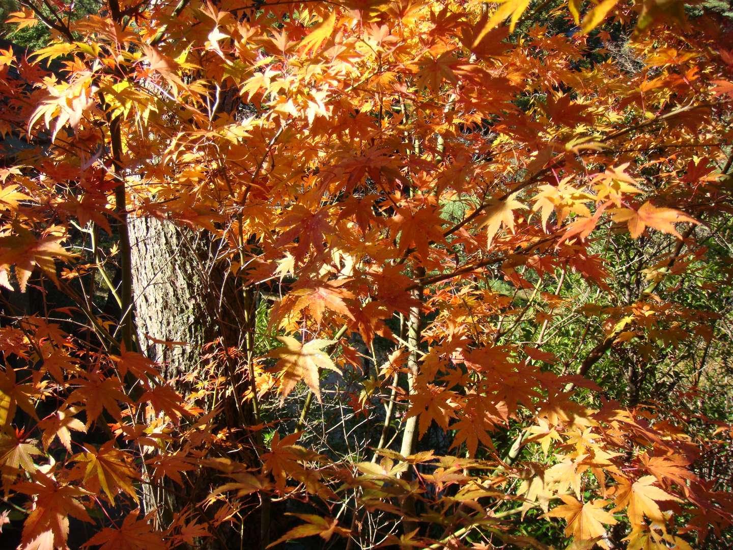 dsc00561.jpg