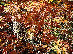dsc00561_thumb.jpg