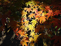 dsc00562_thumb.jpg