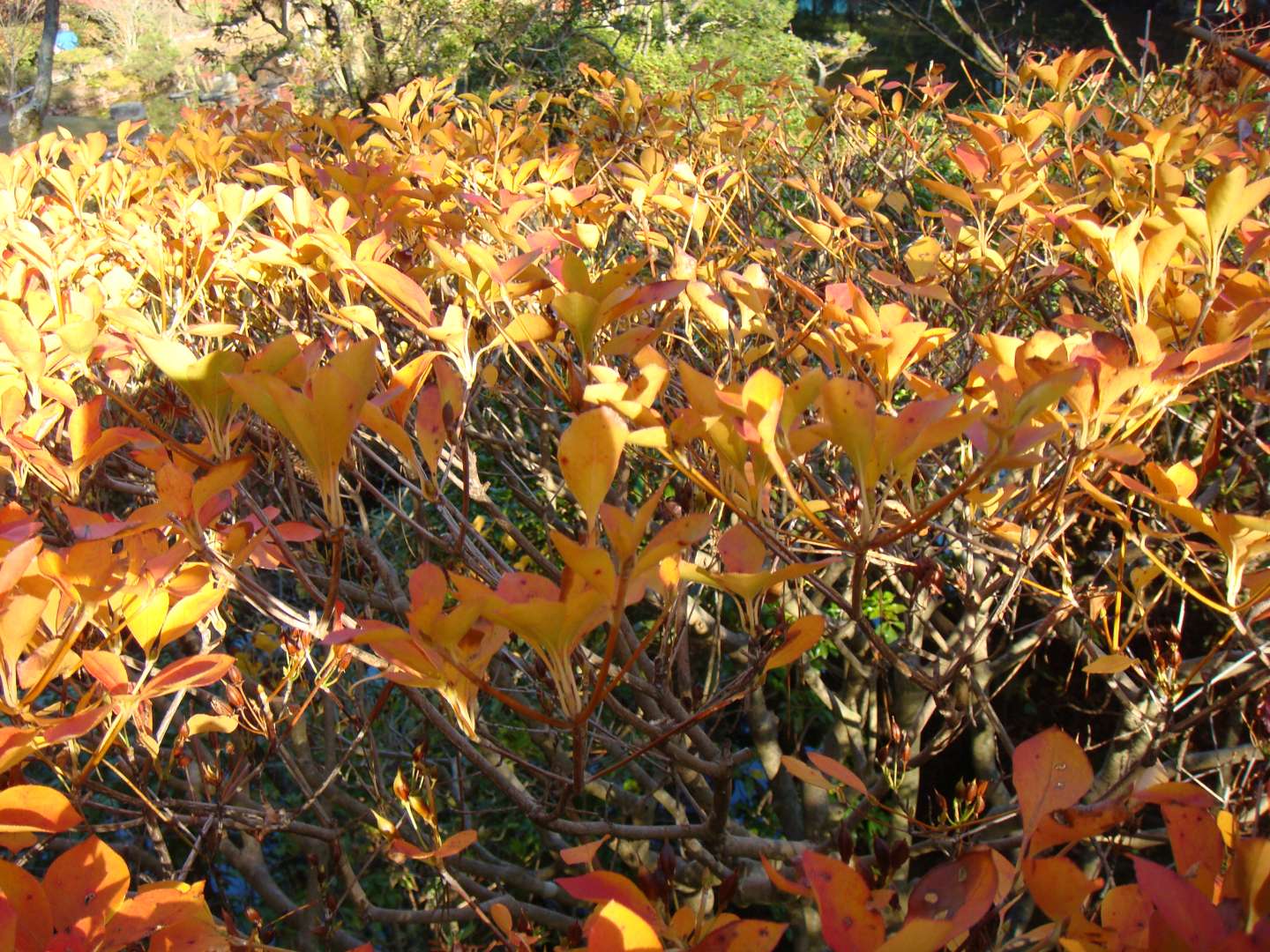 dsc00571.jpg
