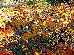 dsc00571_thumb.jpg