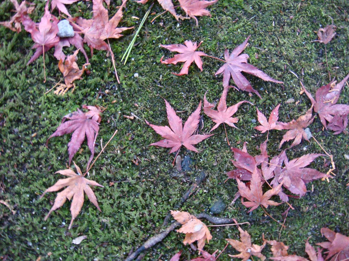 dsc00575.jpg