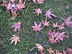 dsc00575_thumb.jpg