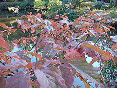 dsc00578_thumb.jpg