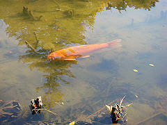 dsc00581_thumb.jpg