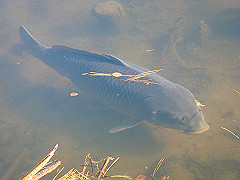 dsc00582_thumb.jpg