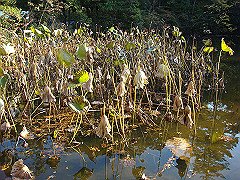 dsc00584_thumb.jpg