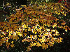 dsc00587_thumb.jpg