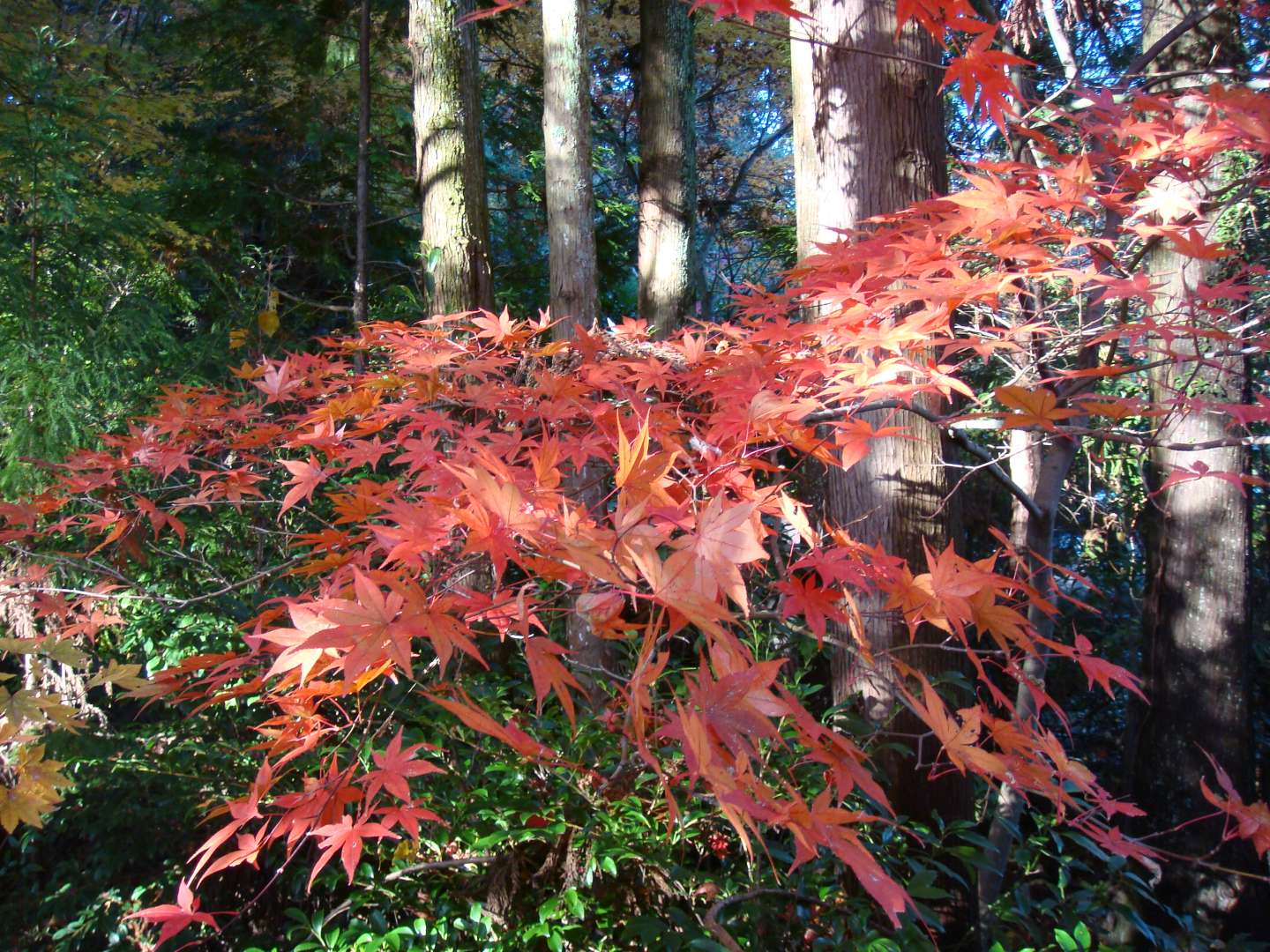 dsc00588.jpg
