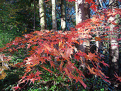 dsc00588_thumb.jpg