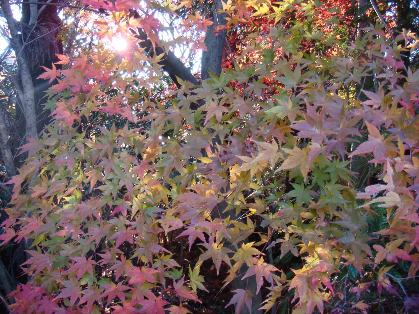 dsc00590.jpg