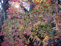 dsc00590_thumb.jpg