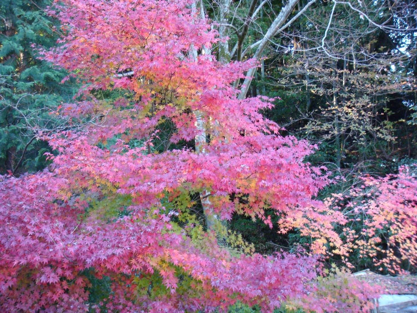 dsc00591.jpg