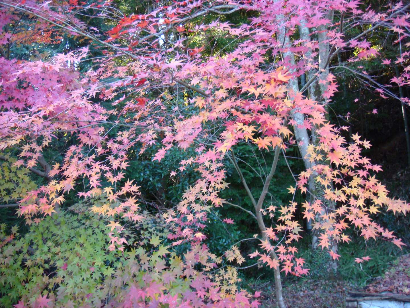 dsc00592.jpg