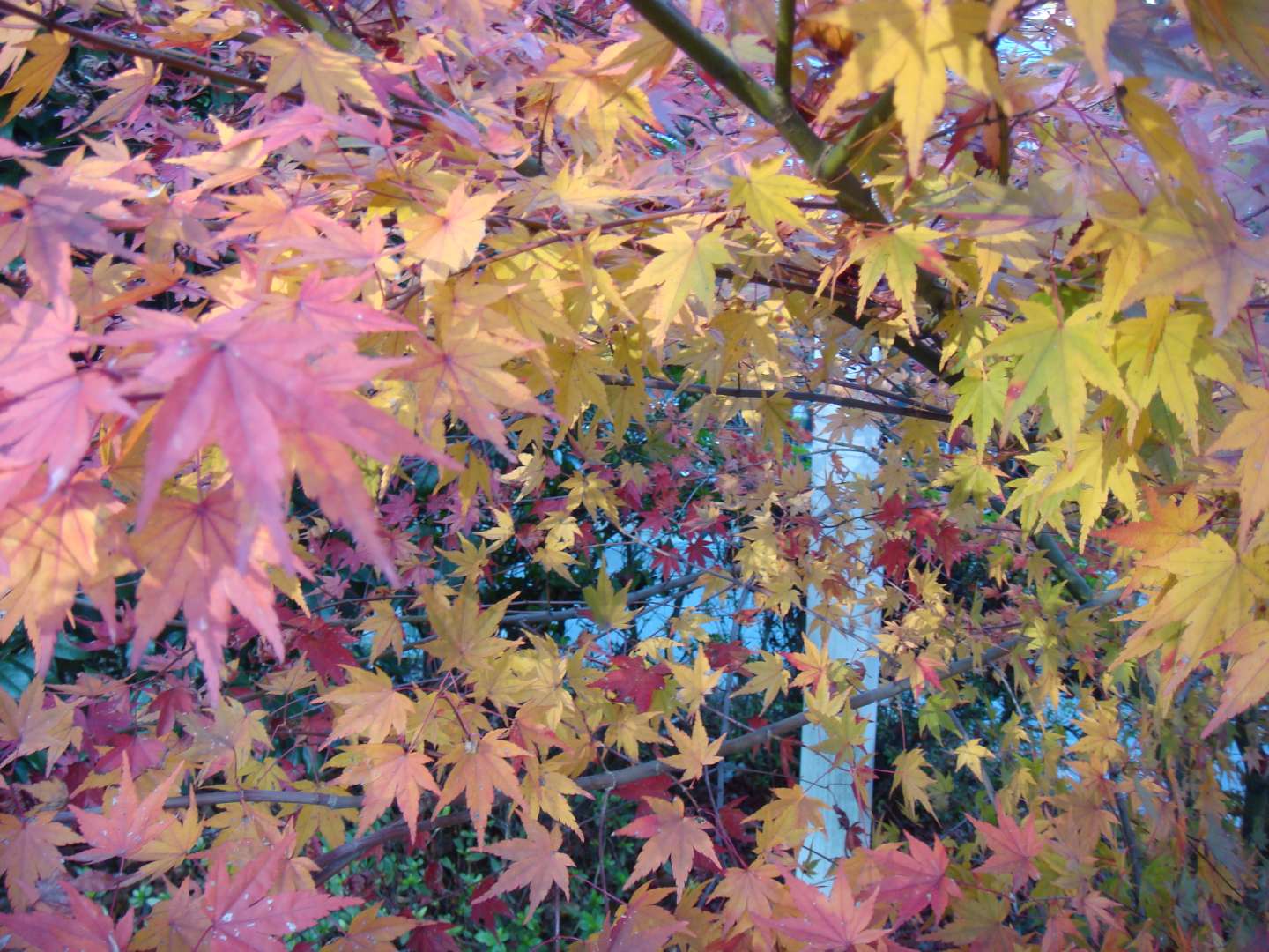 dsc00594.jpg