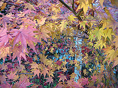 dsc00594_thumb.jpg