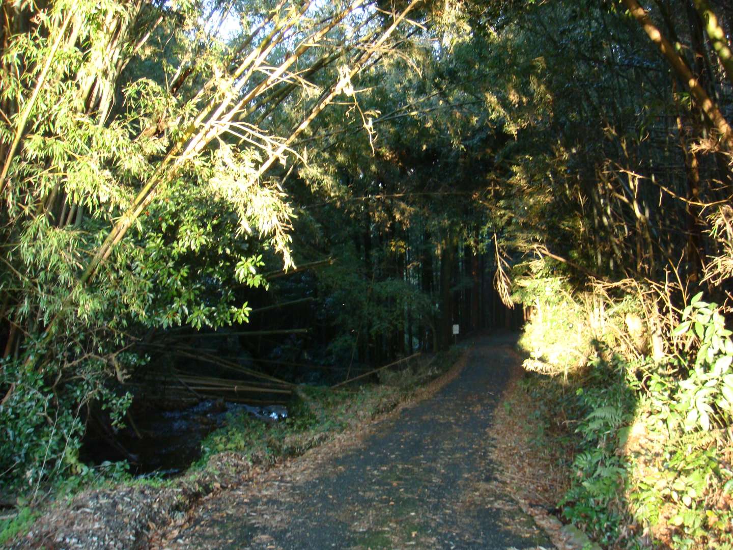 dsc00604.jpg