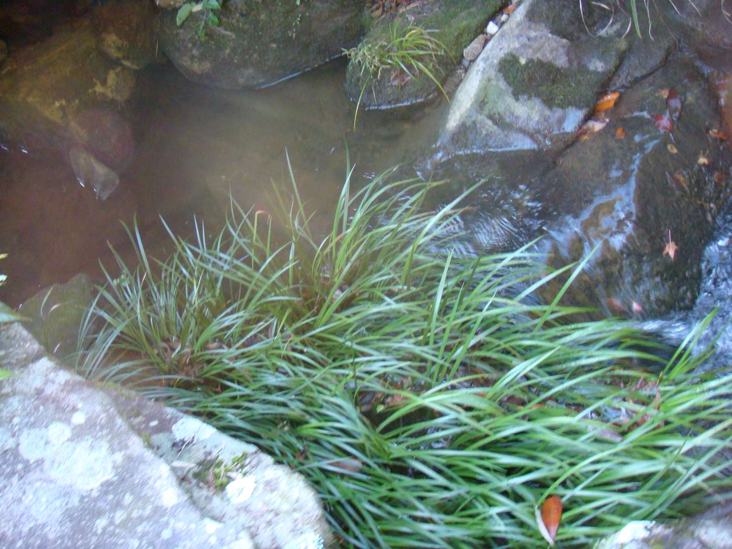 dsc00605.jpg