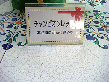 dsc00861_thumb.jpg