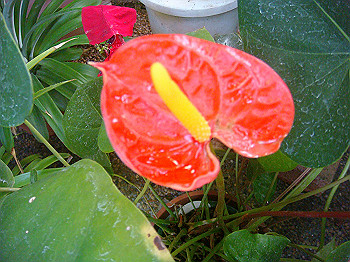 dsc00868_thumb.jpg