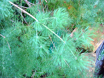 dsc00872_thumb.jpg